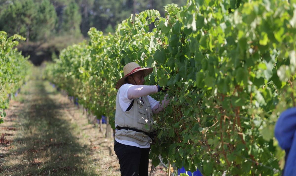 La vendimia iniciada esta mañana en Bodegas Santiago Ruiz (O Rosal). La vendimia iniciada esta mañana en Bodegas Santiago Ruiz (O Rosal).