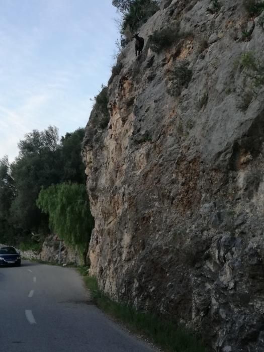 Alarma en Galilea por una cabra encaramada al borde de la carretera