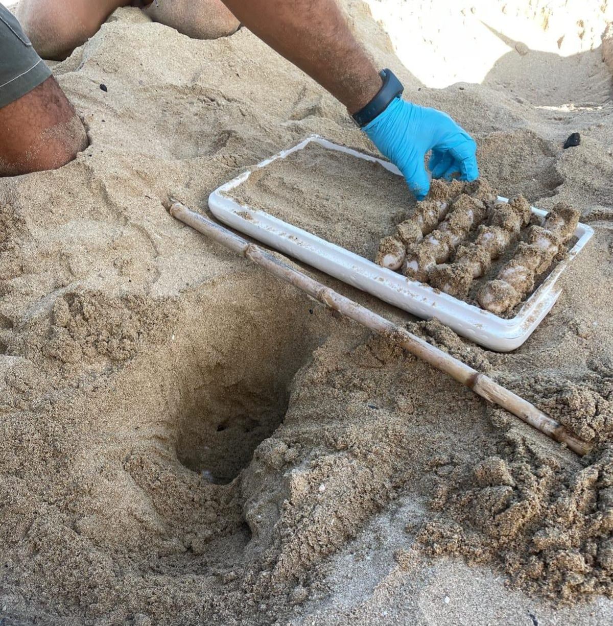 Die Schildkröteneier wurden ganz vorsichtig geborgen.