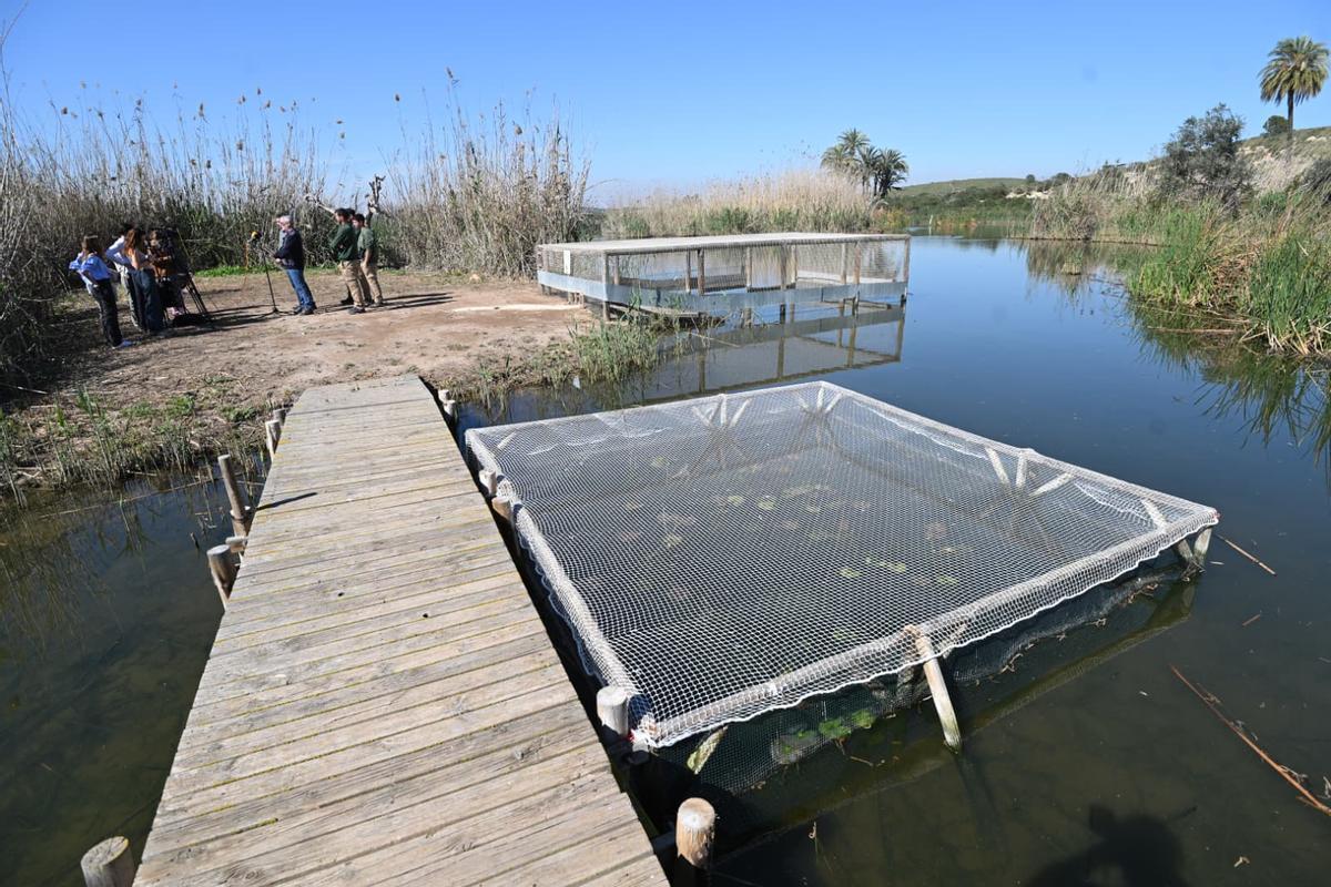 Jaulas para introducir a las aves criadas en cautividad en el hábitat natural del Clot de Galvany en Elche