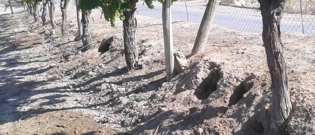 Plaga de conejos en los viñedos de Monforte