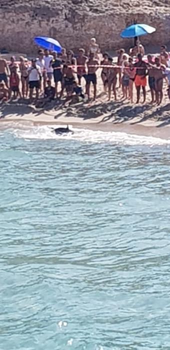 Pánico por la aparición de un tiburón en la playa de Calas de Mallorca