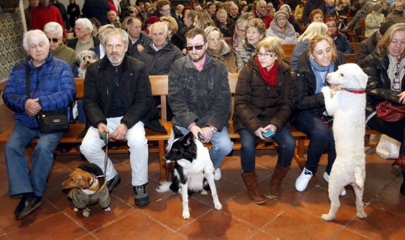 Celebración de San Antón, bendición de los animales