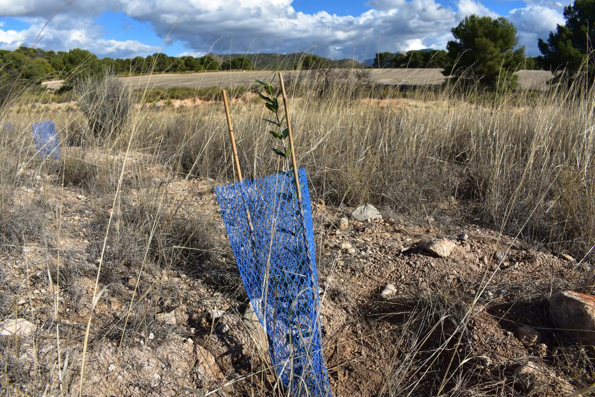 Detalle de una de las últimas plantaciones llevadas a cabo.