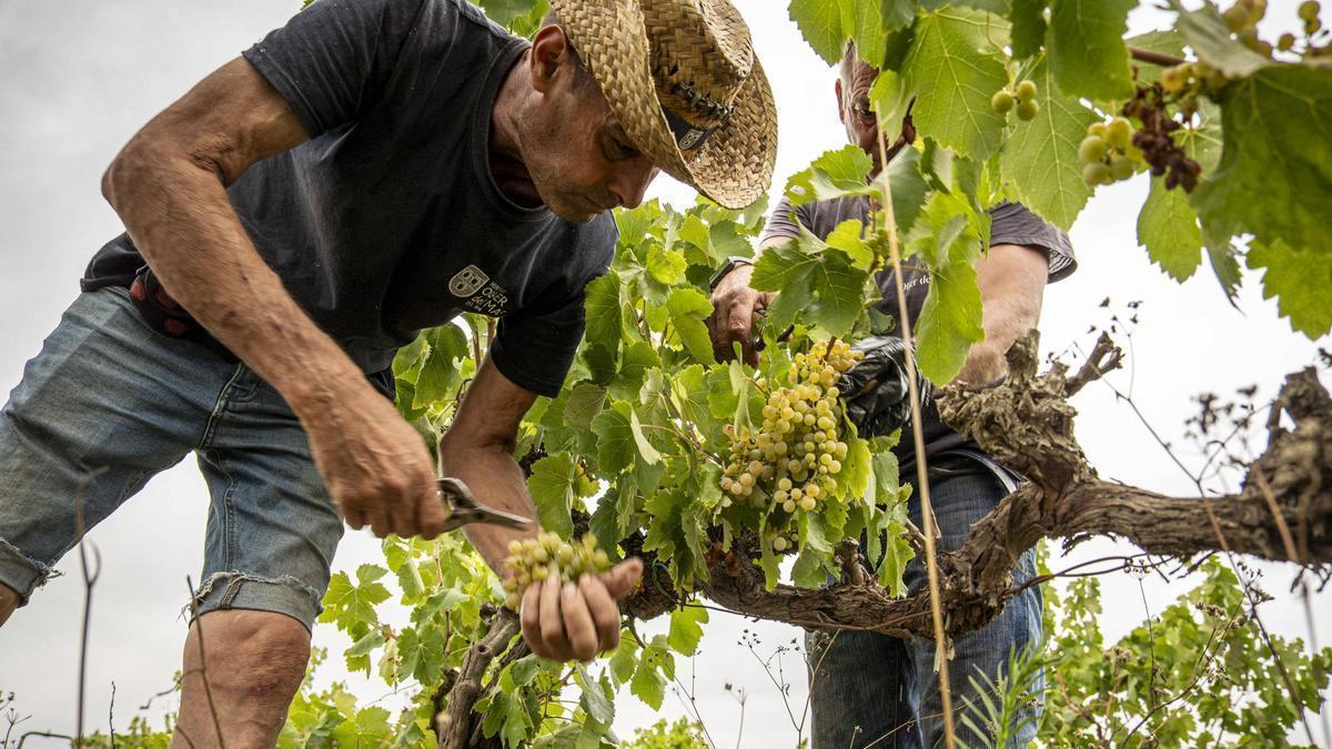 Collida del sauvignon blanc, a l’Oller del Mas