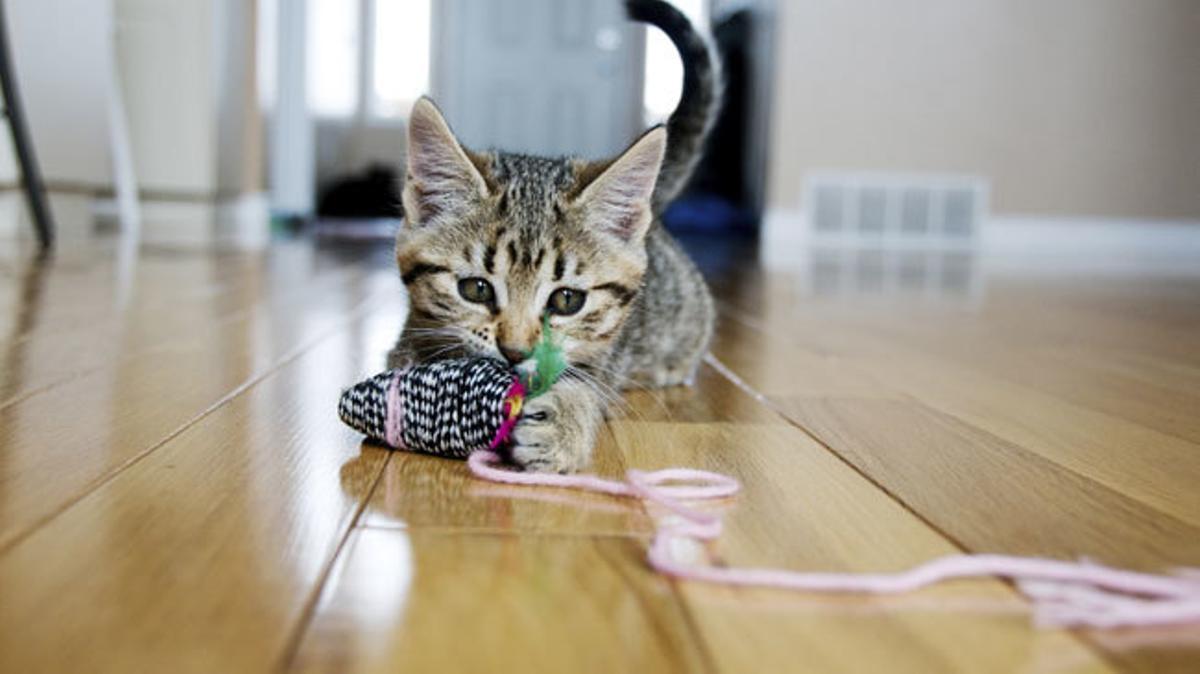 Trucos para calmar a gatos hiperactivos