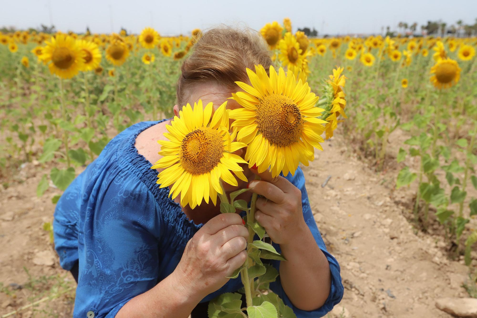 Los espectaculares campos de girasol plantados en Pilar de la Horadada