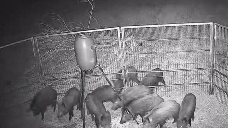 Oliva captura 27 jabalíes en una sola noche: "Si no hubiéramos instalado las jaulas, estarían dentro de las casas"