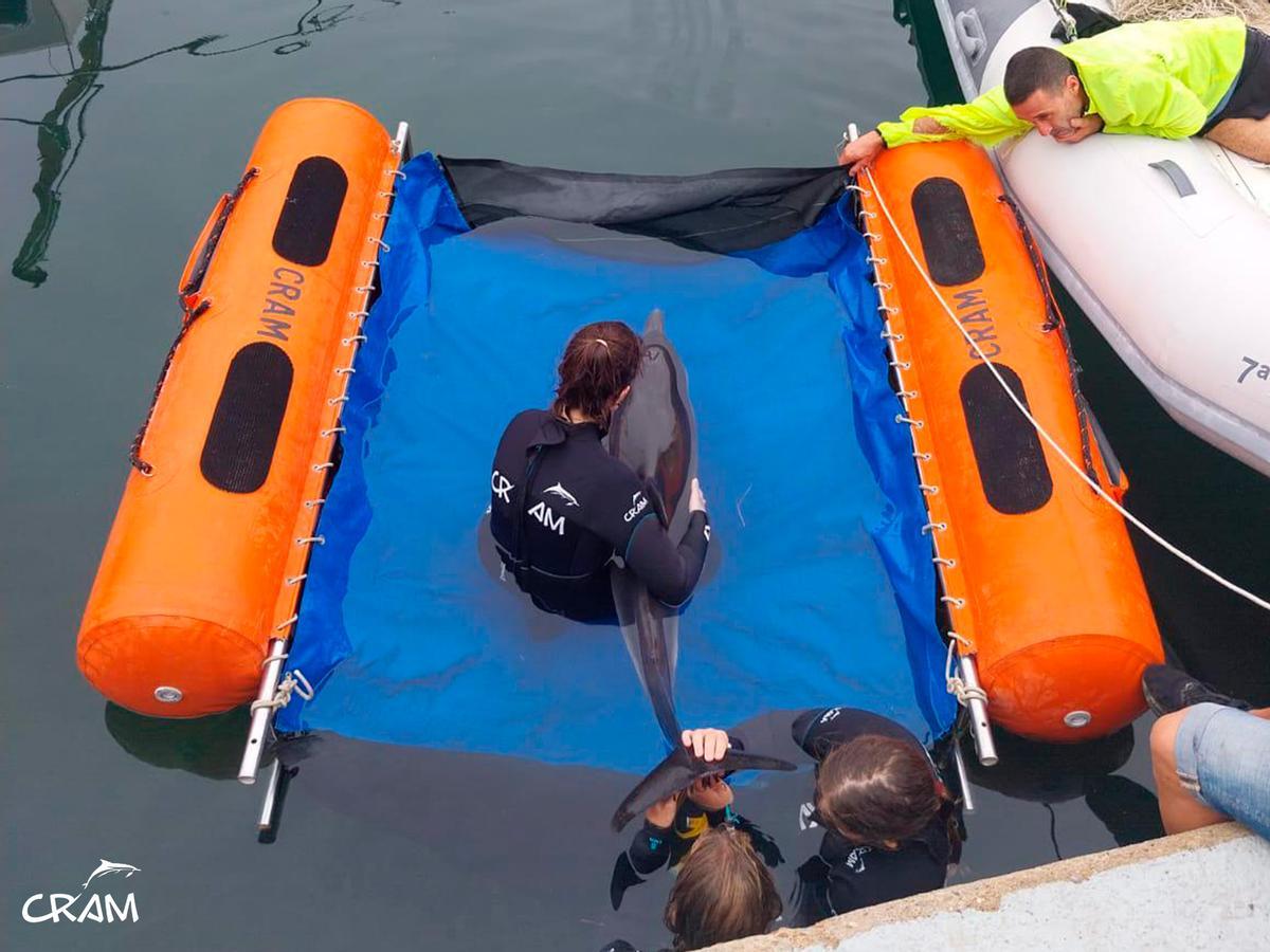 Rescats de fauna marina a la Costa Brava durant l'any passat