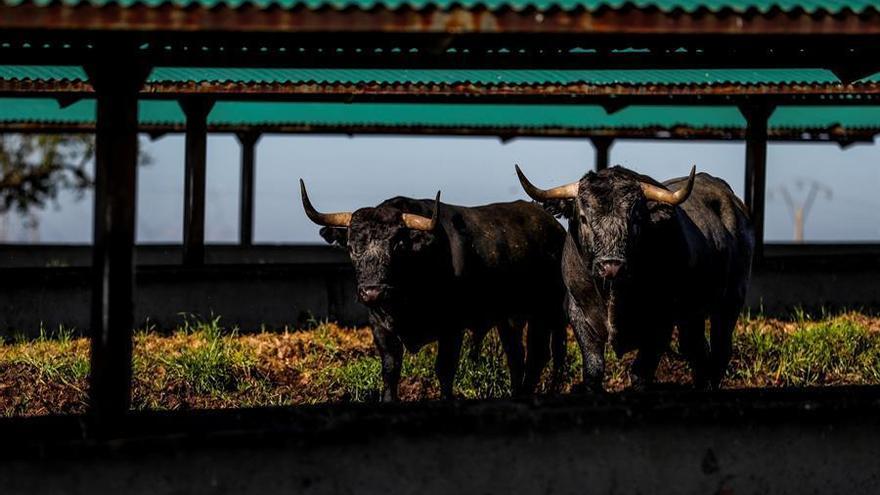 Los ecologistas celebran que la UE no financie la cría de toros de lidia en la PAC