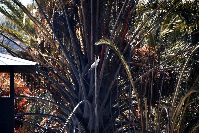 18/03/2019 FATAGA. SAN BARTOLOME DE TIRAJANA.  Incendio en Fataga, en la Finca Rural, Molino de Agua. Fotografa: YAIZA SOCORRO.  | 18/03/2019 | Fotógrafo: Yaiza Socorro