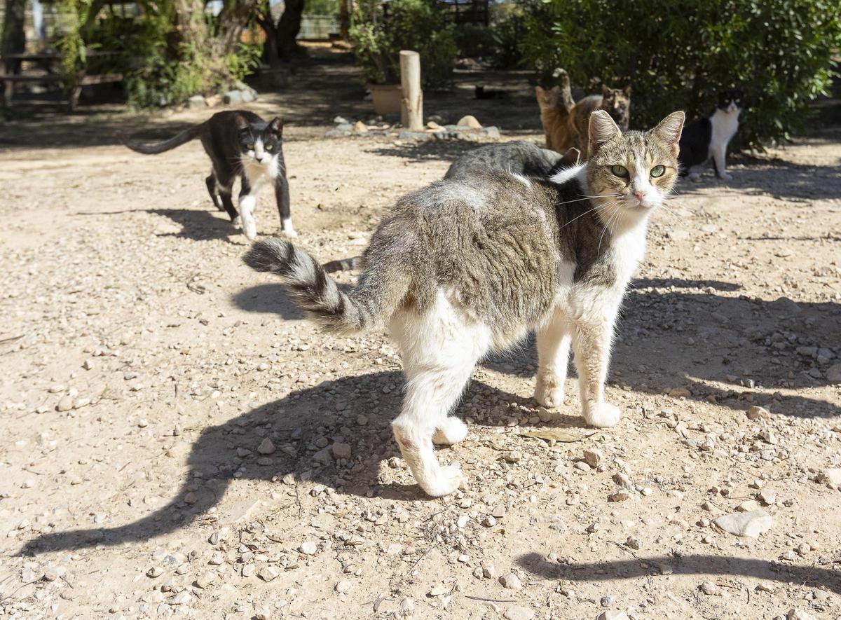 El número de gatos abandonados o perdidos en menos que el de perros en la ciudad de Castelló.