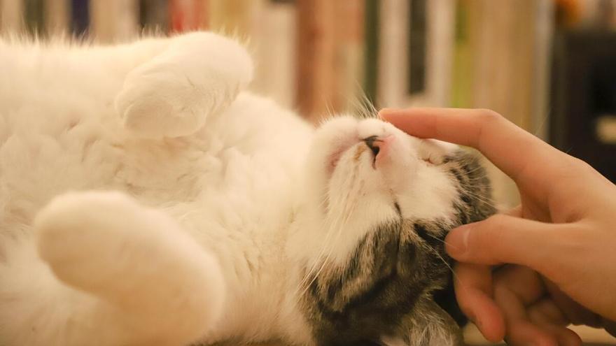 Descubre las 5 formas de relacionarte con tu gato según un estudio