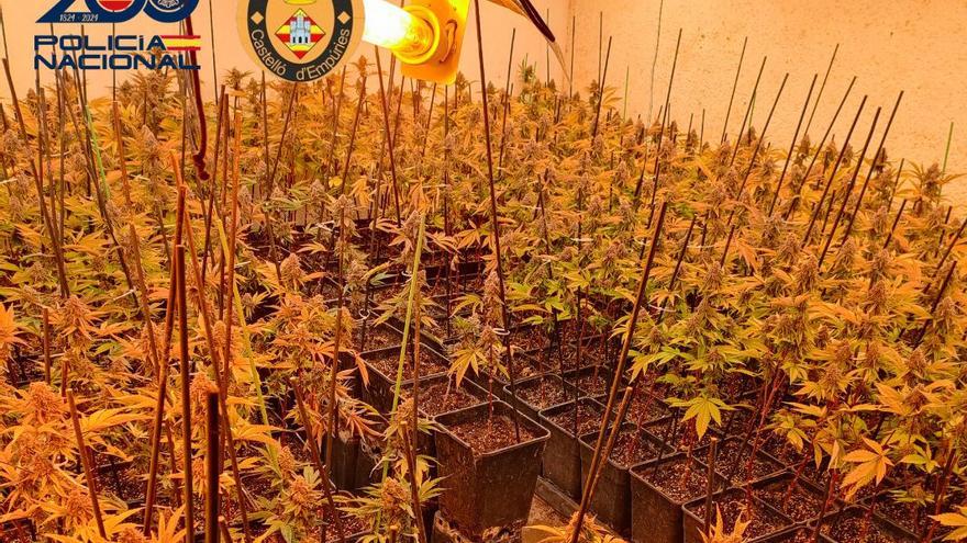 La Policia Nacional desmantella tres cultius de marihuana, un d&#039;ells a Empuriabrava amb 351 plantes i quatre quilos de cabdells