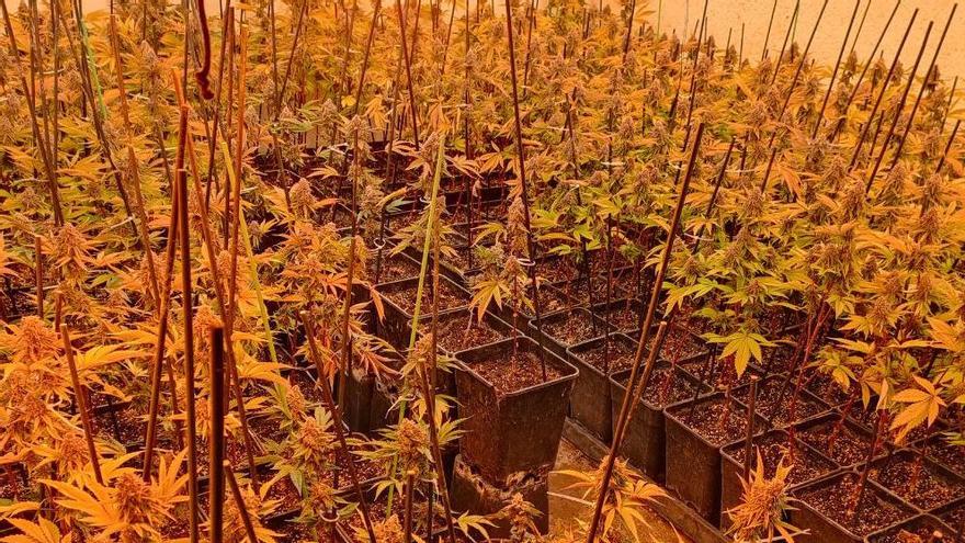 La Policia Nacional desmantella tres cultius de marihuana, un d&#039;ells a Empuriabrava amb 351 plantes i quatre quilos de cabdells