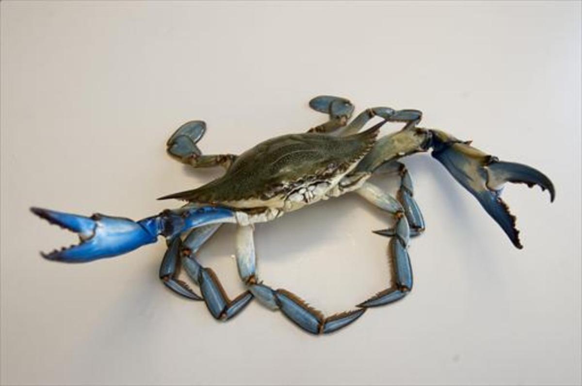 Un ejemplar de cangrejo azul.