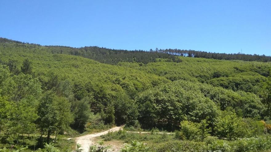 Souto de castaños de Faro de Aveloso, en la Comunidad de Montes de Meira, isncrito en el Registro de Frondosas desde 2020.   | // G.N.