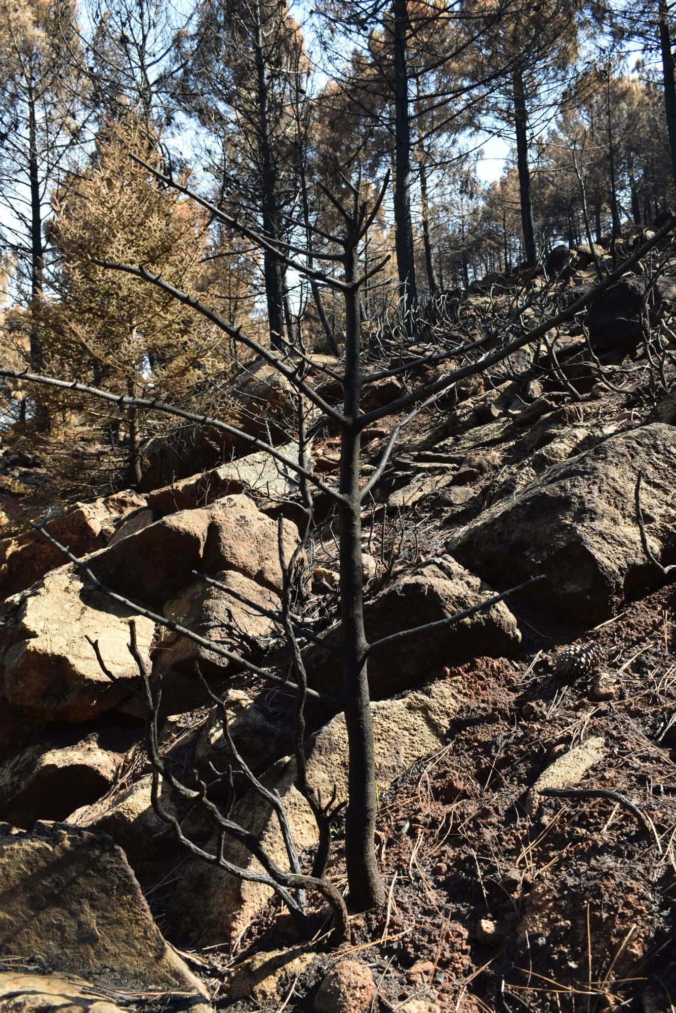 Pinsapos afectados por el incendio de Sierra Bermeja