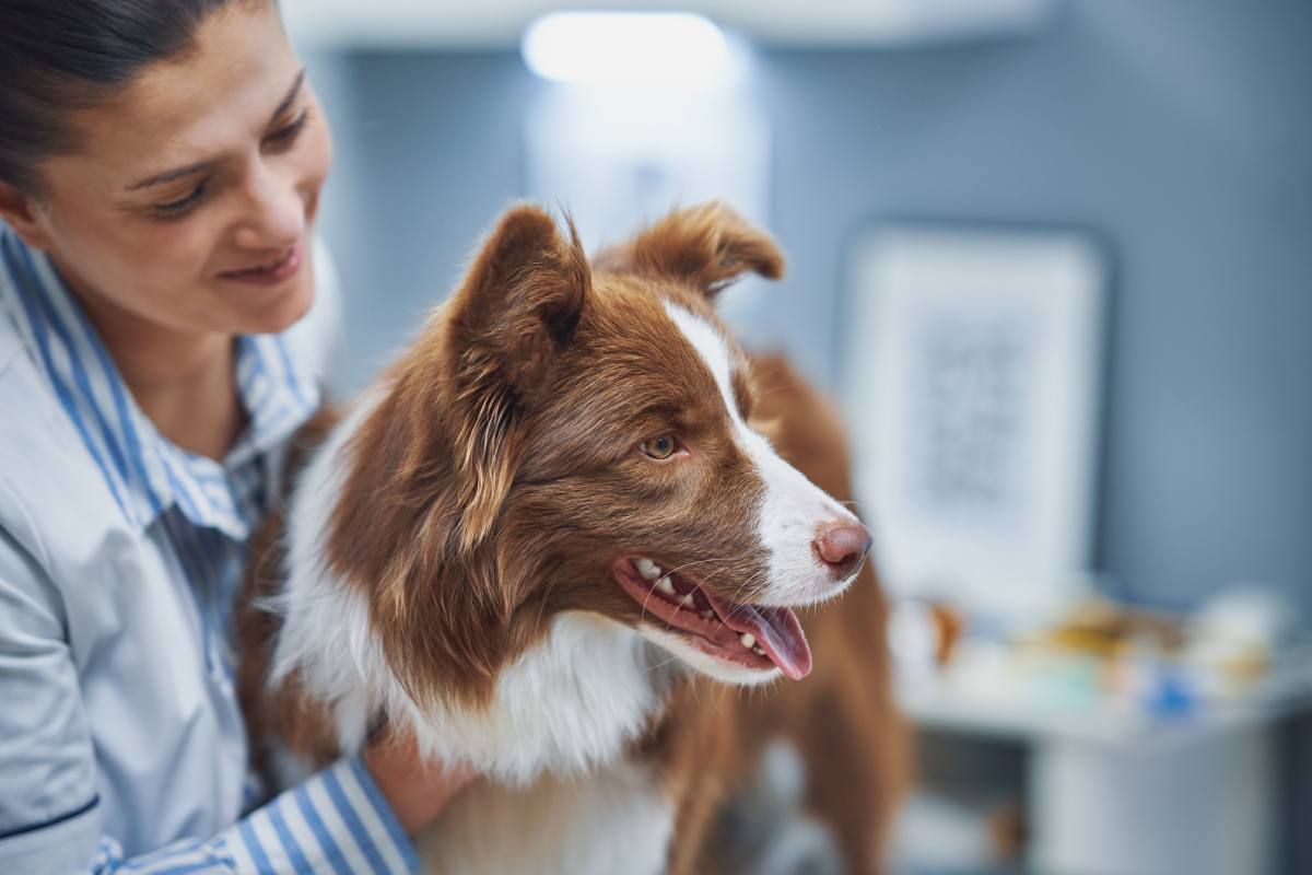 Perro en un veterinario