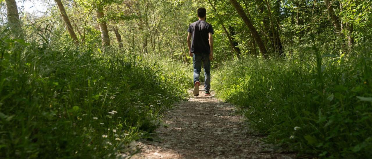 Uno de los caminos del bosque de Valorio rodeado de abundante vegetación.