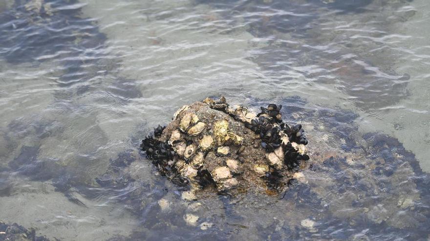 Ostras rizadas japonesas invaden en entorno del castillo de San Antón, en A Coruña