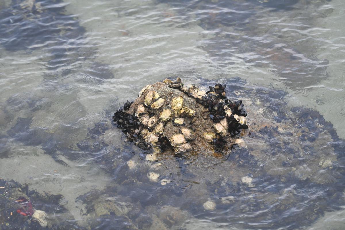 Ostras Rizadas en el castillo de San Anton, especie invasora