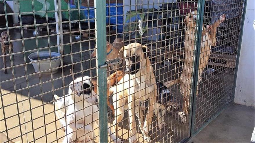 La protección animal de la DPZ atendió en 2018 a 269 perros sin dueño