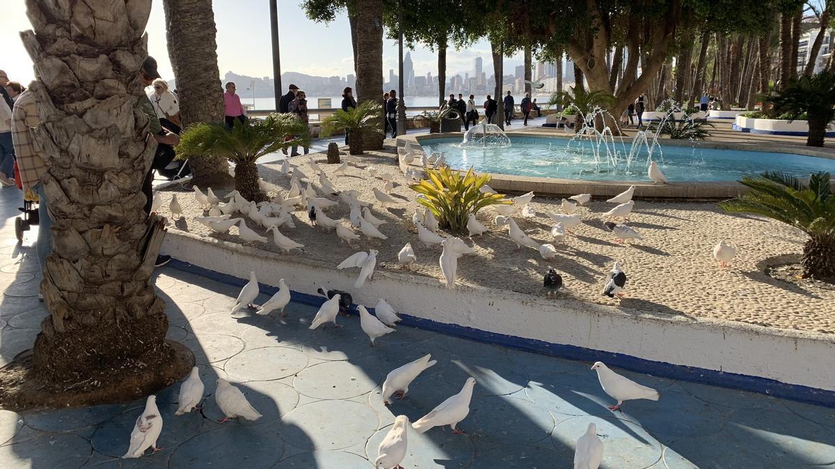 Imagen del paseo marítimo de Benidorm