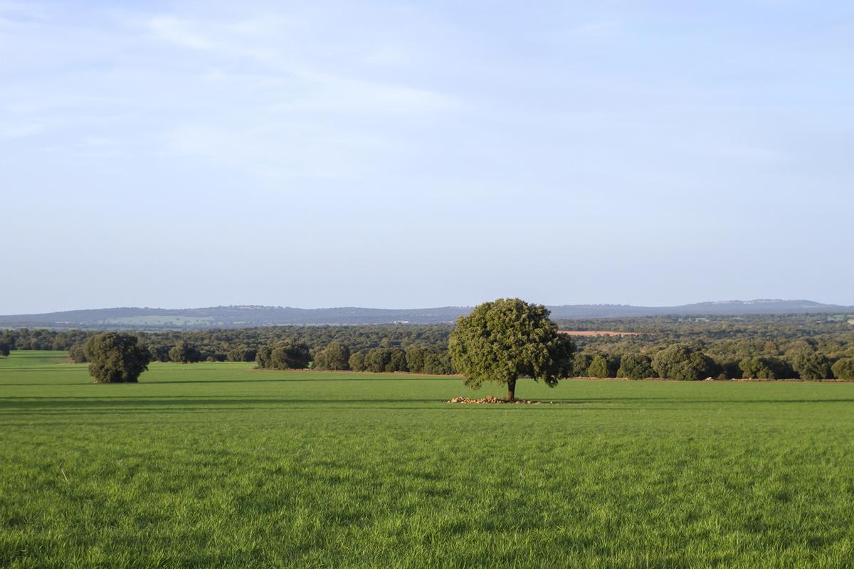 Paisaje de campos verdes de Albacete