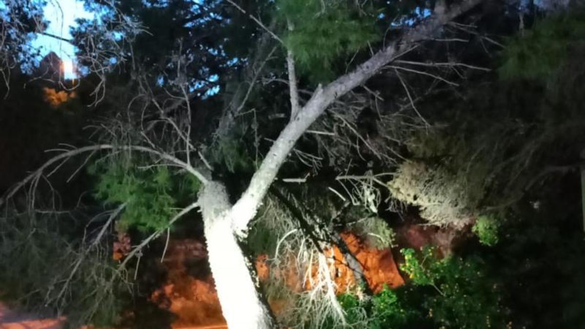 Árbol caído.