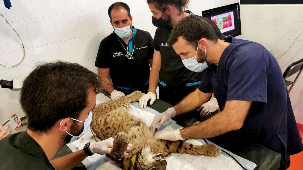 Profesionales del el hospital veterinario Prïvet  con el lince &#039;Damero&#039;.