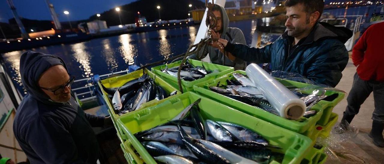 Una descarga de xarda en el muelle pesquero de Avilés.