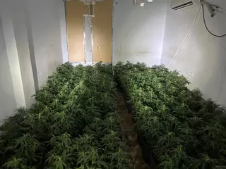 Detenido por cultivar 1.000 plantas de marihuana en una casa abandonada de Novelda