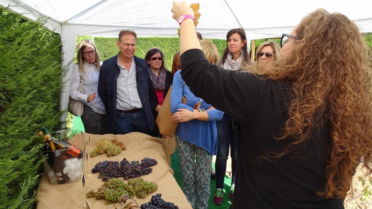 Visitantes conocen las variedades de uva en el Museo del Vino
