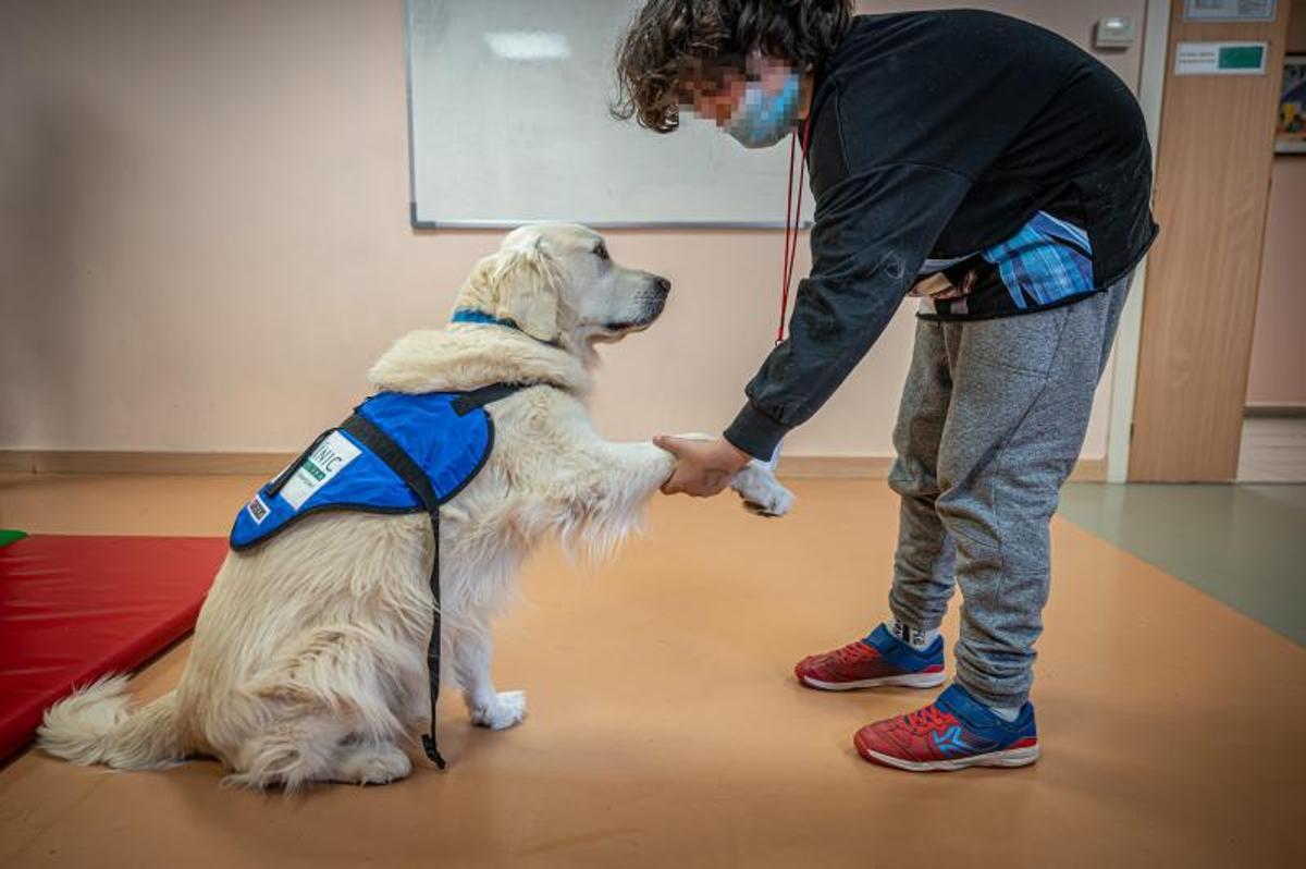 Terapia con perros, en el hospital de día de niños, en el Clínic