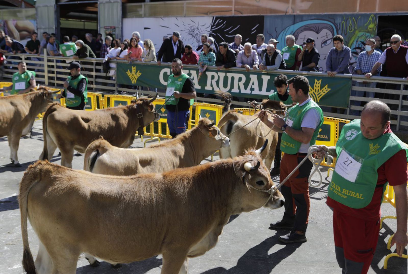 El concurso nacional de la vaca casina