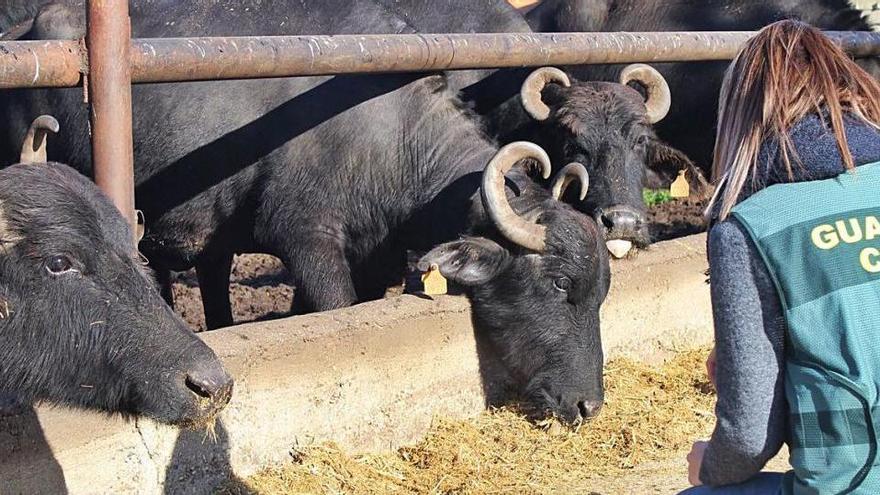 Denunciat a Palau-saverdera per vendre mozzarella de búfala fent servir llet de vaca