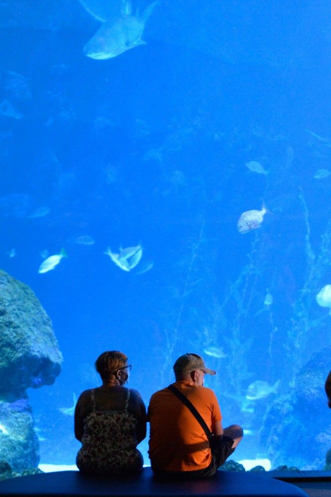 Los turistas visitan el acuario Poema del Mar