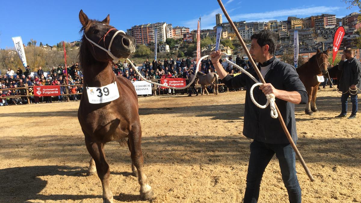 Un ramader de Cerdanya amb el seu cavall durant el concurs