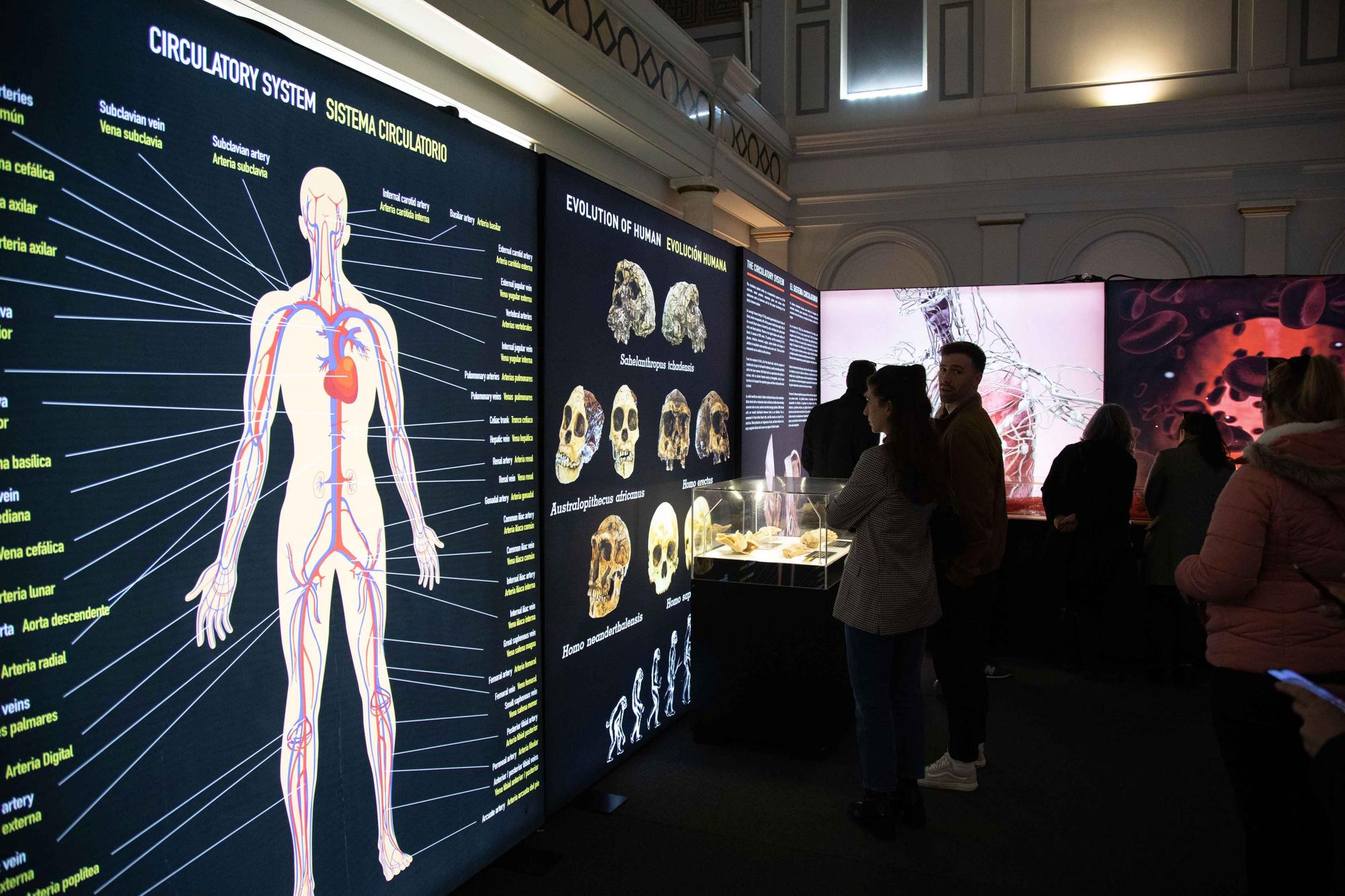 La exposición 'Bodies' presenta en Palma cuerpos humanos plastinizados como una propuesta educativa