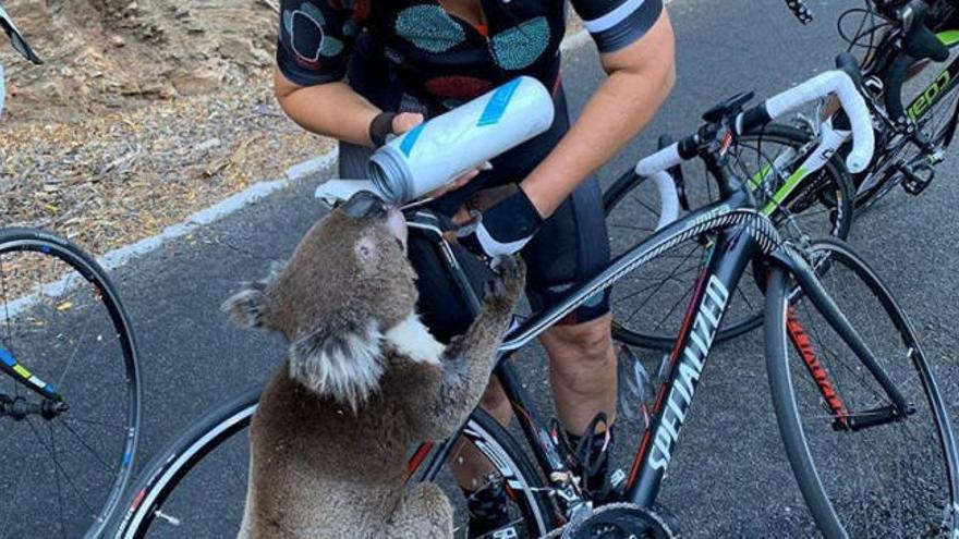 Un koala sediento reclama agua a un grupo de ciclistas en Australia