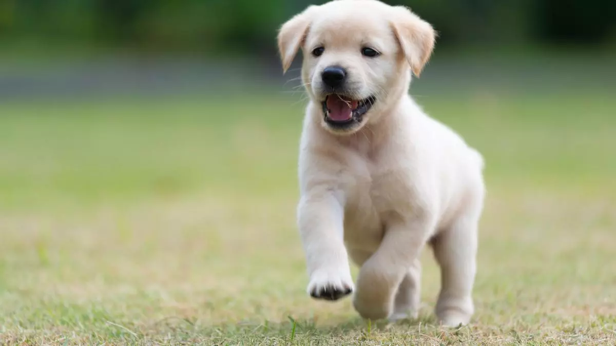 Muere un labrador de ocho meses después de pasar más de cuatro horas en la bodega de un autobús