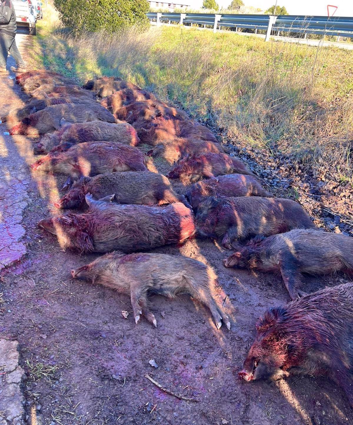 Els porcs senglars abatuts en la darrera batuda celebrada al municipi de Manresa