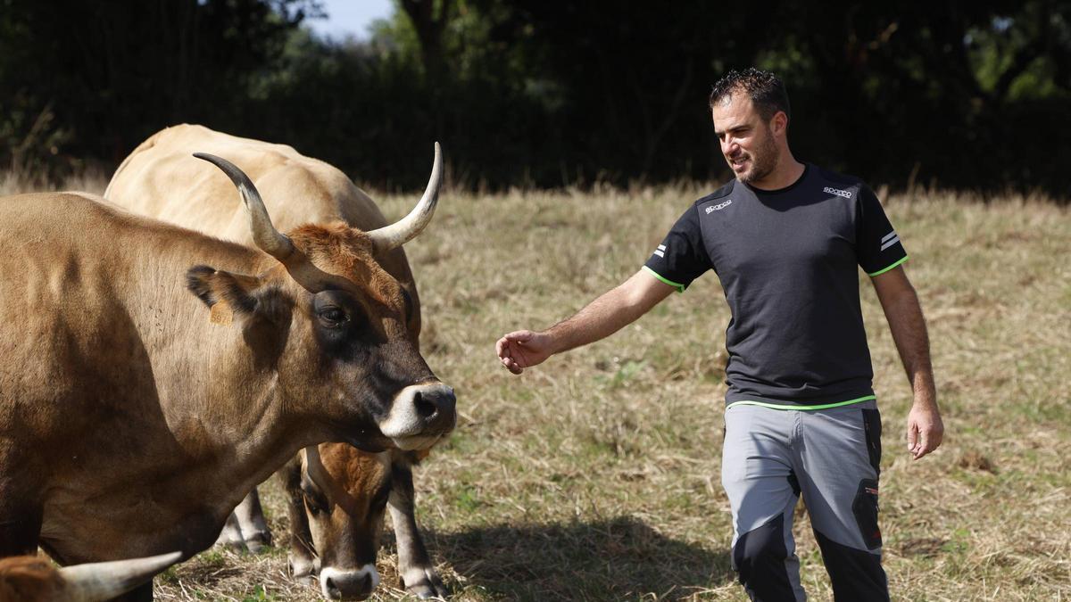 Iván Suárez Cañadas con dos de sus vacas en una finca de Granda.