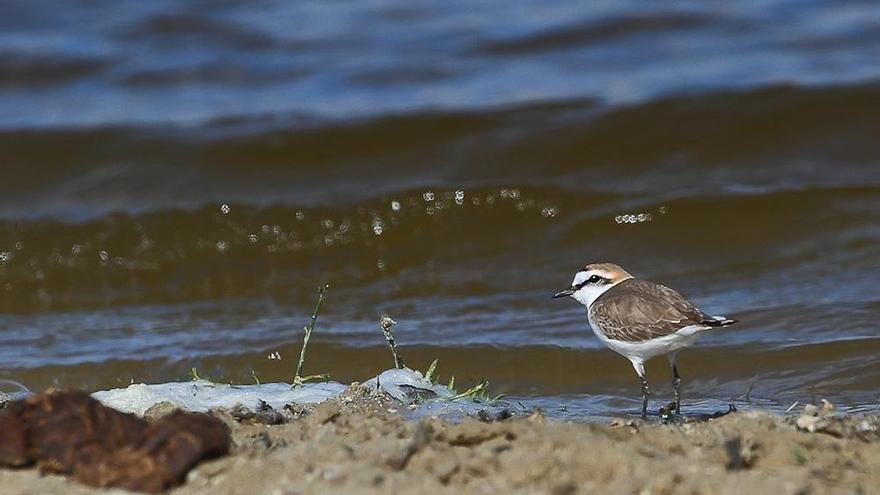 El pájaro elegido ave del año por la Sociedad Española de Ornitología está en Valdecañas