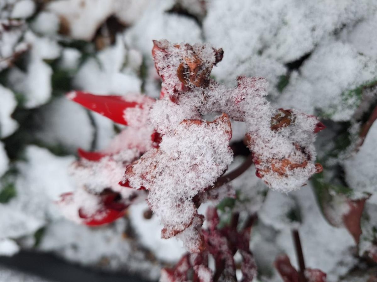 Las imágenes de Morella cubierta de nieve en Navidad