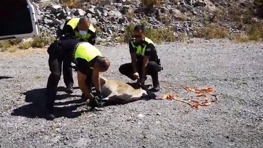 Los agentes capturaron al animal y los trasladaron al monte.