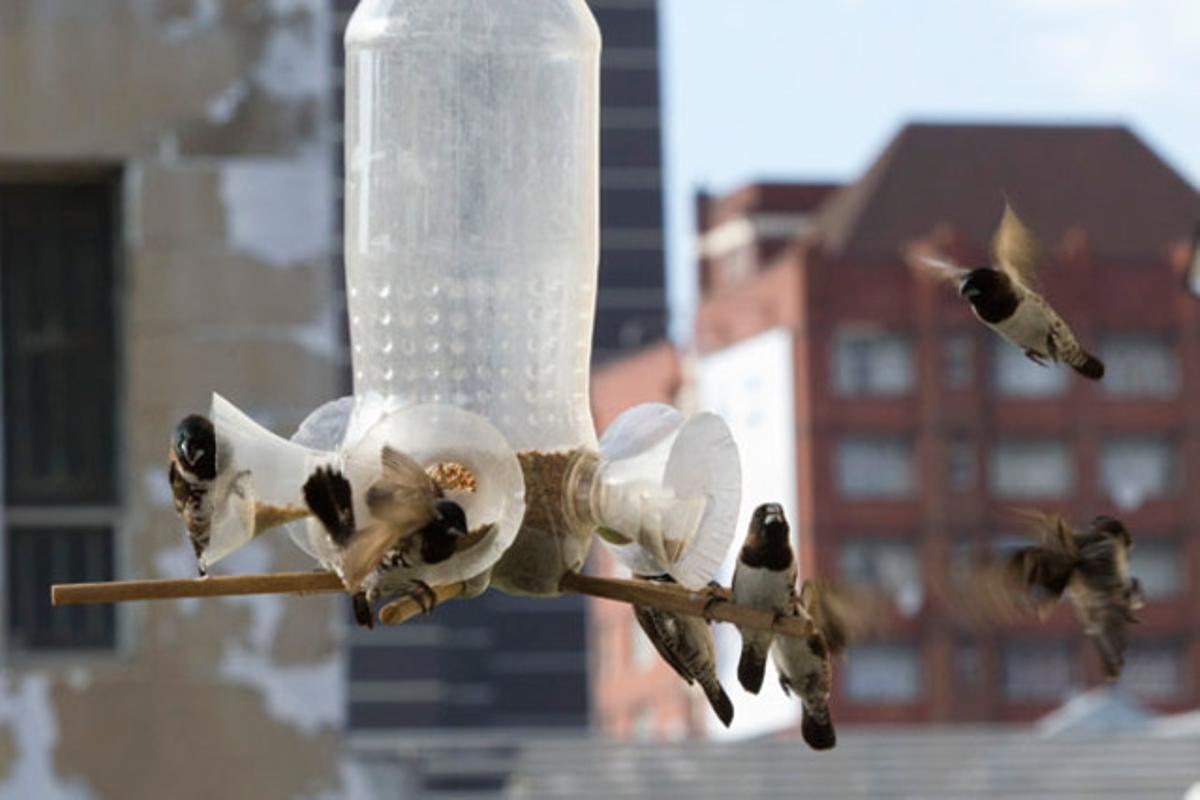 Uns ocells s’alimenten en un edifici pròxim al lloc on se celebra la conferència sobre el canvi climàtic, organitzada per l’ONU, a Durban (Sud-àfrica).
