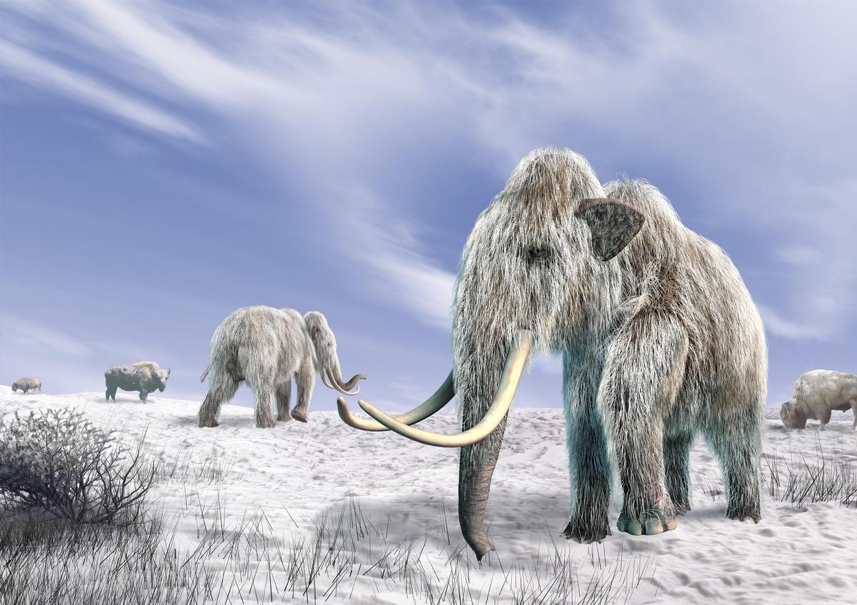 Los mamuts también vivieron en este periodo