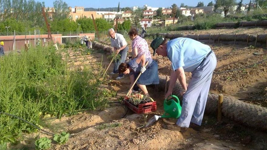 Varias personas trabajan en los huertos urbanos de la Asomadilla.